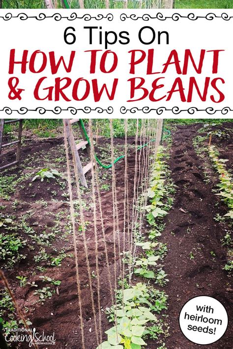 Put each one at the base of a stick on the support frame. How To Grow Green Beans: 6 Tips