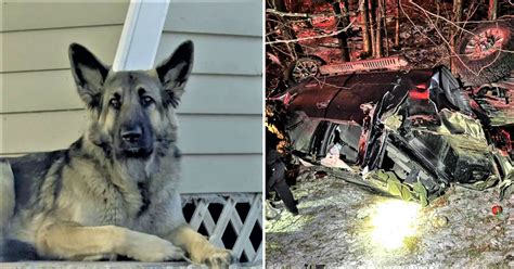 “real Life Lassie” Leads Police To Unconscious Humans After Car Crash