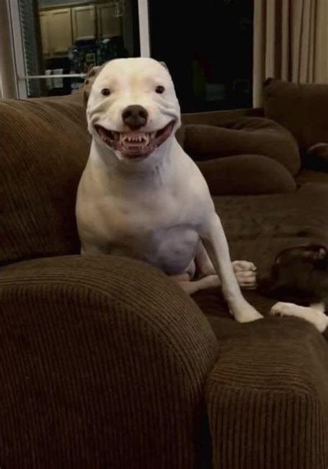 Smiling Pitbull Puppies