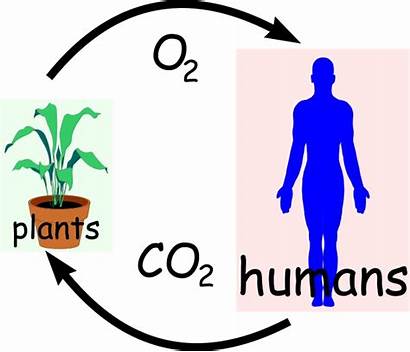 Oxygen Dioxide Carbon Cycle Clipart Breathing Living