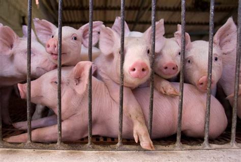 Fifty Thousand Piglets Burnt To Death In Huge Pig Breeding Farm In Germany