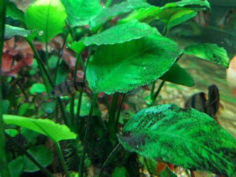 Mollies easily removed by wiping the glass. Feed up with anubias black algae - The Planted Tank Forum