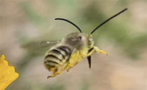 Bee Id Please Melissodes Bugguidenet
