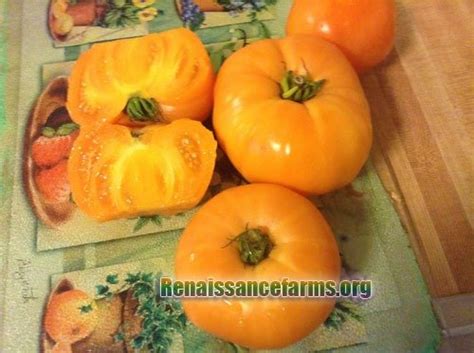 Dr Wyches Tomato Renaissance Farms Heirloom Tomato Seeds