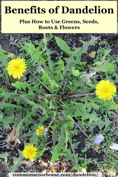 They are an ideal choice for dogs with chronic indigestion or those dogs will try to eat anything, including plants. Benefits of Dandelion Plus How to Use Greens, Seeds, Roots ...