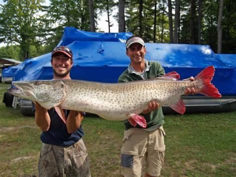 While both types are freshwater fishing environments, for best results, you should still use the lake fishing tips that apply to the type of lake fishing you plan to do. 50 lb Muskie caught in MN! | Musky fishing, Freshwater ...