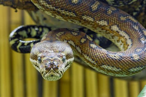 Snakes are limbless reptiles with long, cylindrical bodies, scaly skin, lidless eyes, and a forked for this reason, snakes are found mainly in tropical and temperate regions, and are absent in cold climate. 7 Things You Didn't Know About Australian Snakes and How ...