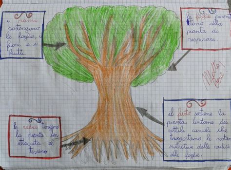 Acquista online √ piante √ alberi √ bonsai √ concimi √ semi √ piante carnivore vendita piante online: IL MONDO DELLE PIANTE