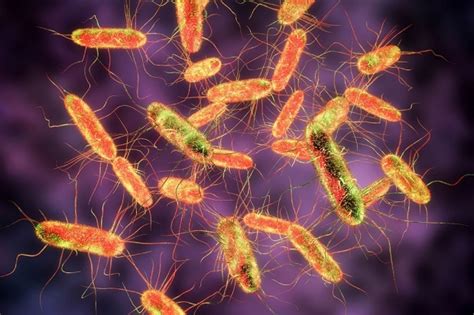 The two species of salmonella are salmonella enterica and salmonella bongori. Gut bacteria byproduct protects against Salmonella | News Center | Stanford Medicine