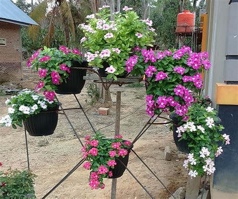Bunga vinca gantung merupakan salah satu tanaman hias yang sering digunakan untuk mempercantik halaman rumah. Jual Beli benih/biji bunga vinca gantung, 7 warna (1 | Bukalapak.com