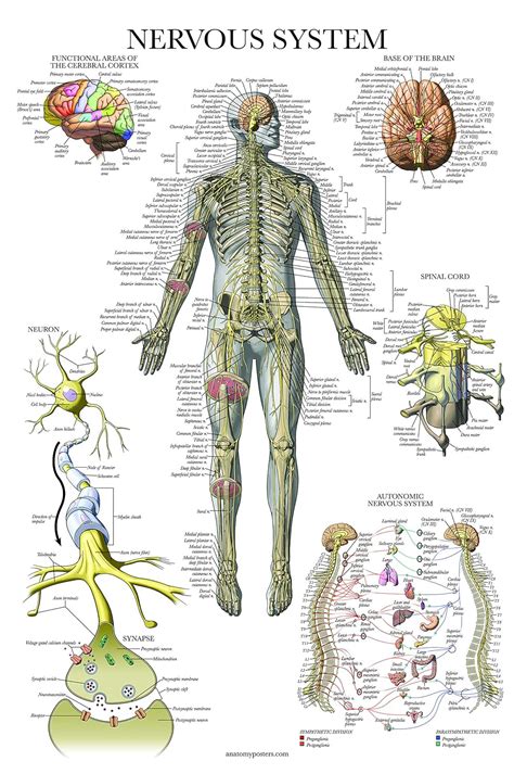Nervous System Anatomy Poster Laminated Autonomic Nervous System