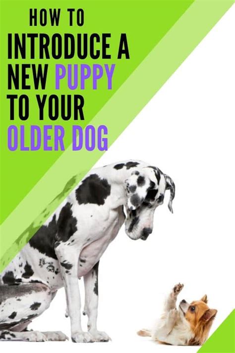 Put your older dog on a leash while another person holds the puppy on a leash. 6 Easy Ways To Introduce A New Puppy To Your Older Dog ...