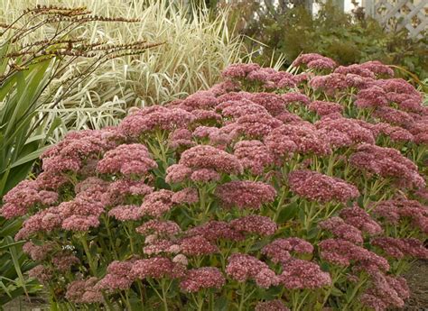 Let dried flower heads remain for. Sedum 'Autumn Fire' | Stonehouse Nursery