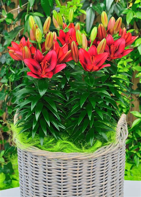 Buy Lily Bulbs Tiny Rocket Asiatic Lily Gold Medal Winning Harts