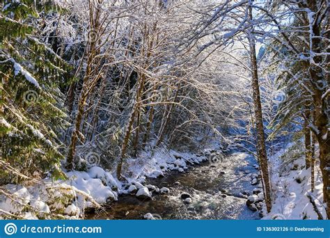 Morning Light Along Snow Covered Creek In The Forest Stock
