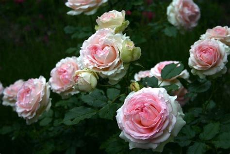 Eden Rose Rogue Valley Roses