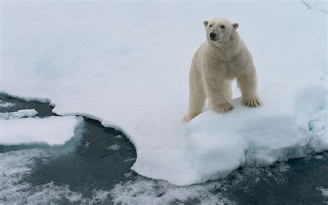 Polar Bear On The Sea Ice In Svalbard Norway 81st Parallel North