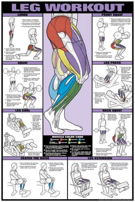 Buy Your Leg Workout Fitness Chart Co Ed