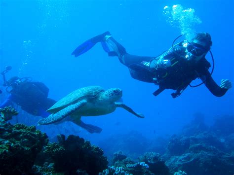 You can enjoy the beautiful beaches or explore its majestic mountains. Marine Conservation and Biology Internships in South Africa