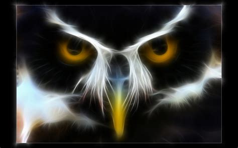 Owl Hd Wallpaper Background Image 1920x1200