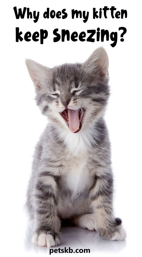 Many Things Can Make A Kitten Sneeze But Is There Ever A Reason To