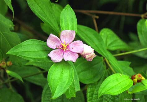 Language of flowers summary and study guide are also available on the mobile version of the website. Lanka Nature Summary: Malabar Blackmouth (Melastoma ...