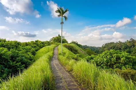 Yuk Jalan Jalan Cantik Di Campuhan Ridge Walk Bali Balipedia