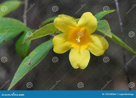 Carolina Jessamine (Gelsemium Sempervirens) Is A Twining Vine In The