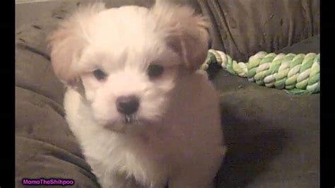 Crying is the way baby communicates to get your attention and express if your baby fusses or cries at night, you could breastfeed to make her/him comfortable. Crying Puppy - YouTube