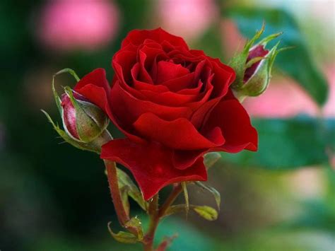 Shop by type, color, zone & more. red roses are the best ! - Flowers Photo (34825641) - Fanpop