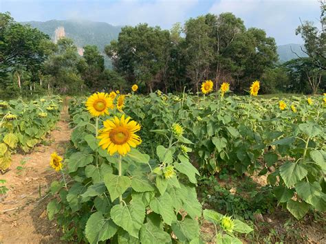 Run by the agriculture department of perlis. PHOTOS There's A Gorgeous Sunflower Field Right Here In ...