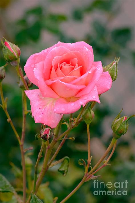 Dewy Pink Rose Photograph By Sinisa Ciglenecki Fine Art America