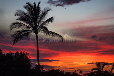 Palm Trees At An Island Sunset Stock Image Image Of Vibrant Maui