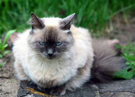 Get To Know The Balinese A Siamese In A Glamorous Coat Catster
