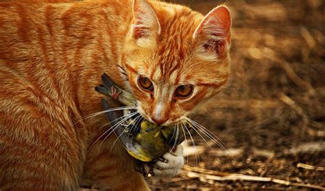 How You Can Protect Native Wildlife From Your Pet Cat Australian