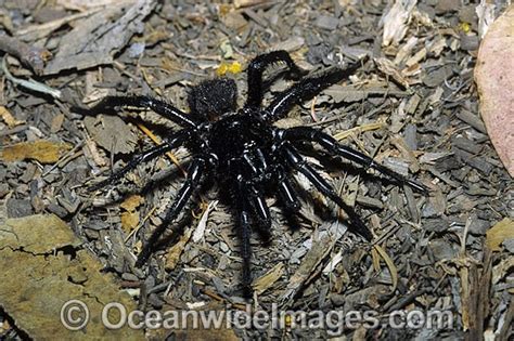Sydney Funnel Web Spider Atrax Robustus Photo Image