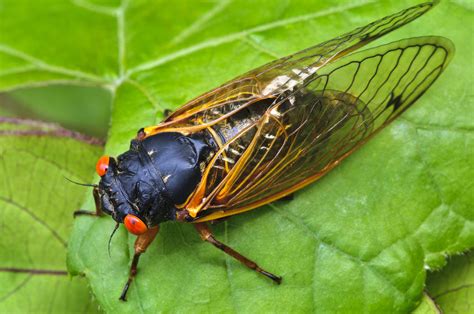 The Return Of 17 Year Cicadas Summit Metro Parks Medium