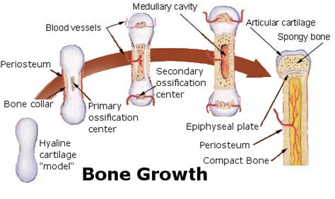 Bone Formation Boundless Anatomy And Physiology