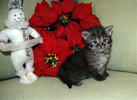 Hypoallergenic Siberian Christmas Kittens In July Croshka Siberians