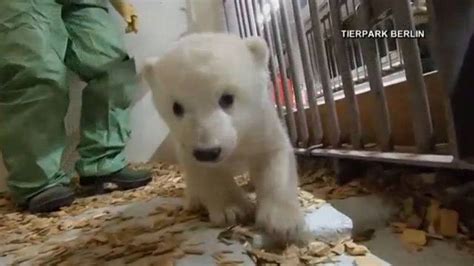 Berlins Polar Bear Cub Gets First Checkup Surprise Its A Girl