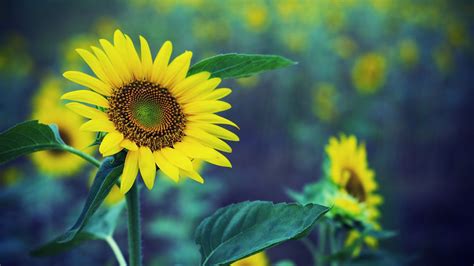Sunflower Wallpaper And Background Image 1600x900 Id476936