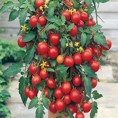 Tomato Seeds Tumbler F1 Hybrid Trailing Mckenzie Seeds