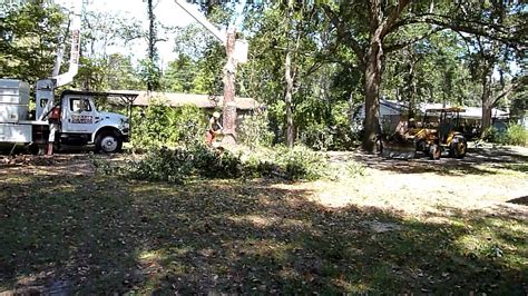 As temperature changes, tree cricket ears adjust at a cellular and therefore mechanical level to match the changing. Cherry Tree Removal - Crickets Tree Service Part 1 - YouTube