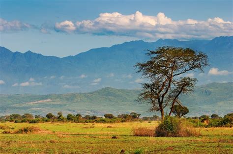 Uganda And Tanzania Safari Bwindi Queen Elizabeth Serengeti