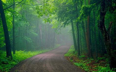 Forest Road Wallpapers Hd Desktop And Mobile Backgrounds
