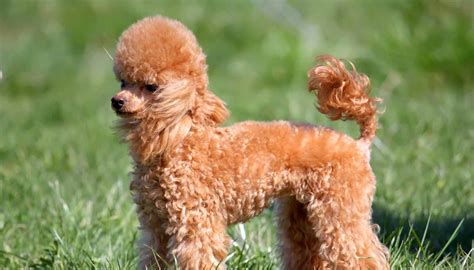 micro chocolate poodles