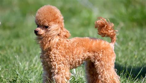 Over twenty years of breeding standard poodles! Miniature Poodle Puppies for Sale - Mini Poodles ...