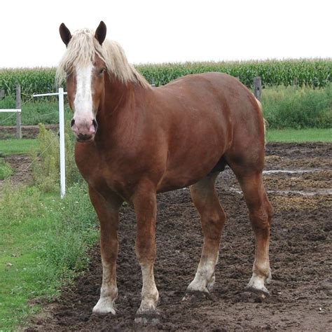 belgianhorse belgians  favorite horse breed pinterest