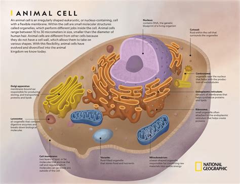 83 Animal Cell Parts Picture Neduvaali