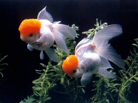 Dual Screen Fish Wallpapers Top Free Dual Screen Fish Backgrounds